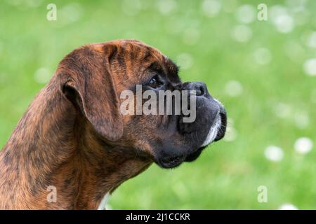 Cane del pugile Foto Stock