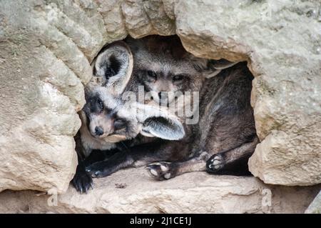 Un primo piano di volpi dalle orecchie di pipistrello nel nido Foto Stock