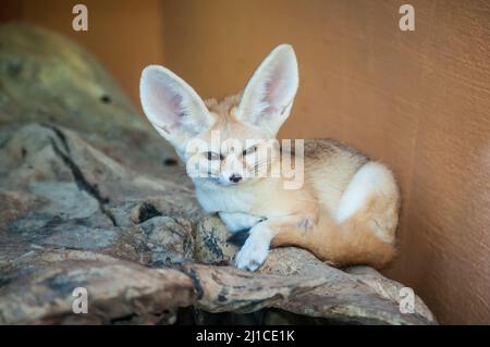 Un primo piano di un piccolo volpe dalle orecchie di mazza Foto Stock
