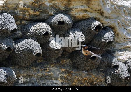 American Cliff Swallow si avvicina al suo nido sul lato di Soda Butte nel Parco Nazionale di Yellowstone. Foto Stock