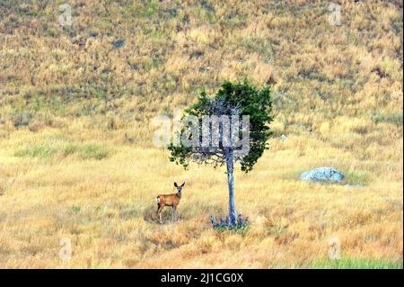 Il giovane cervo si erge da solo su una collina a Happy Valley, Wyoming. Si ripara sotto un abeto. Foto Stock