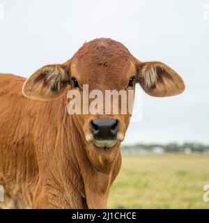 Vitello marrone in pascolo in una giornata nuvolosa, guardando la fotocamera in primo piano. Bestiame bovino di manzo. Foto Stock