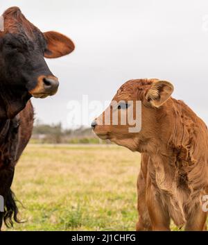 Mucca e vitello in pascolo in una giornata nuvolosa, guardarsi a vicenda in primo piano. Bestiame bovino di manzo. Foto Stock