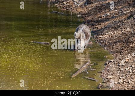Cinghiale - Sus scrofa - un cucciolo nell'acqua di uno stagno alla ricerca di cibo nel suo habitat naturale. Foto di natura selvaggia. Foto Stock