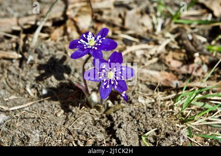 Blu hepatica nobilis piante con le sue ombre all'aperto nella natura in primavera in Svezia . Foto Stock