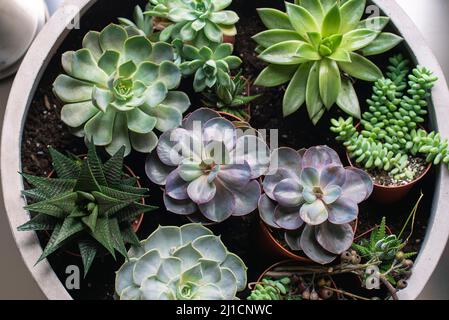 Un piccolo e succulento centrotavola giardino Foto Stock