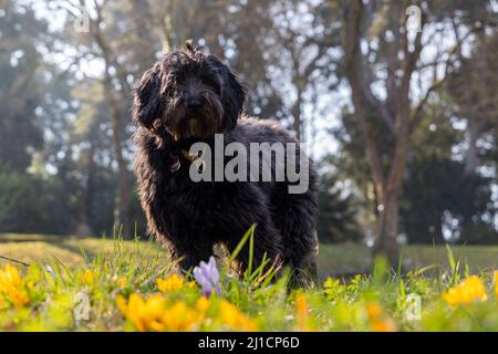 Un giovane cane labradoodle nero in piedi dietro colorato primo bloomer croco e fresco gras verde. Retroilluminazione, sfondo sfocato, primo piano sfocato Foto Stock