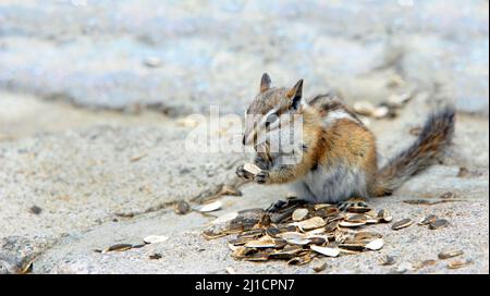 L'immagine di sfondo mostra il chippunk che rompe i semi di girasole aperti. Egli è seduto sul muro di ritegno a Rock Creek Vista si affaccia sul Beartooth Pass. Foto Stock