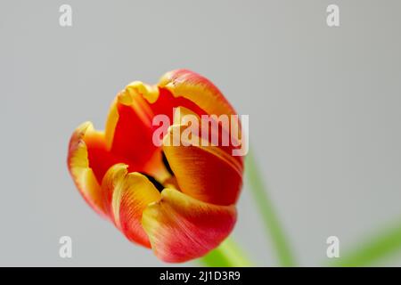 primo piano di un fiore rosso tulipano aperto su uno sfondo chiaro Foto Stock