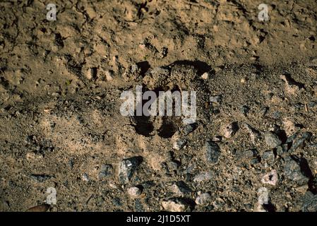 Deer Track nel fango Foto Stock