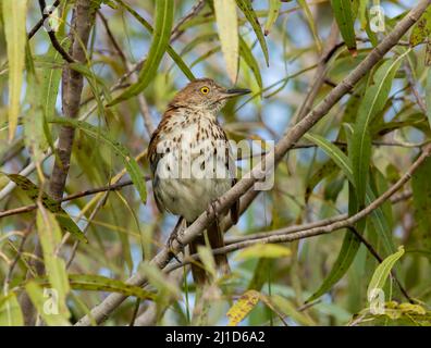 Un uccello di thrasher marrone arroccato in un albero di salice. Foto Stock