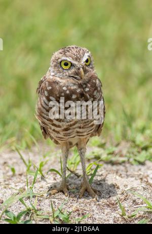 Un giovane owlet in burrowing si trova al di fuori del suo burrow Foto Stock