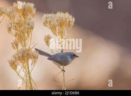 Un uccello boscato arroccato sul gambo di un grumo di fiori che era andato a seme in autunno. Foto Stock