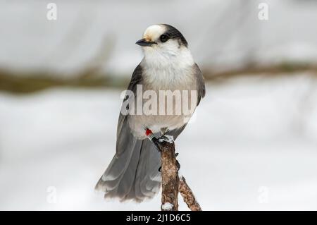 Un Jay grigio arroccato su un arto albero durante l'inverno. Foto Stock