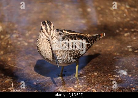 Wilson's snipe o gallinago delicata in piedi in basso stagno al ranch Riparian acqua in Arizona. Foto Stock