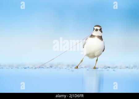 Giovane amante semipalmato (Charadrius semipalmatus) tirando un verme fuori dal terreno / rimorchiatore di guerra Tri-state regione, East Coast, USA si prega di contattare Foto Stock