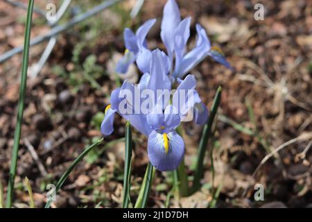 Primo piano di un'iride nana blu o iris reticulata da un giardino a Payson, Arizona. Foto Stock