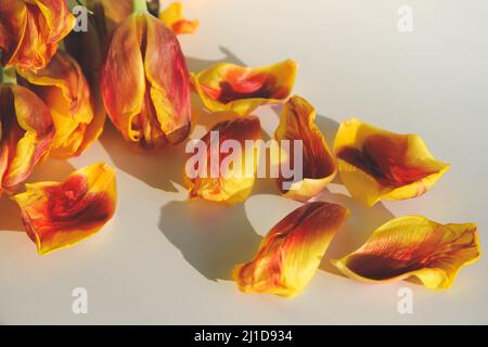 Fiori appassiti. Tulipani secchi al sole. Fiori caduti. Bouquet di fiori in vaso sul tavolo. Dopo la vacanza. Cattivo bouquet. Regalo per le vecchie vacanze. Foto Stock