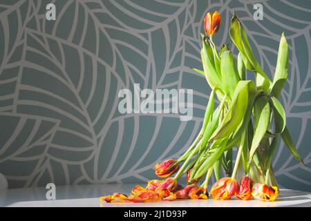 Fiori appassiti. Tulipani secchi al sole. Fiori caduti. Bouquet di fiori in vaso sul tavolo. Dopo la vacanza. Cattivo bouquet. Regalo per le vecchie vacanze. Foto Stock