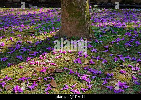 Fiori di tromba viola o viola sul suolo, (Handroanthus heptaphyllus), Rio de Janeiro, Brasile Foto Stock