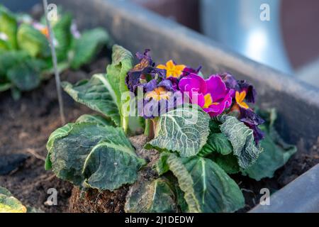 Il gelo comune primrose mormorso in primavera. Primula danneggiato dal gelo. Foto Stock