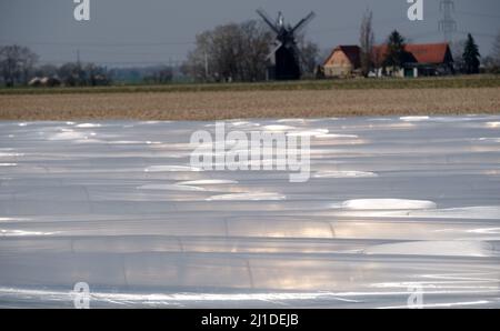 Sachsen, Germania. 24th Mar 2022. Un campo di asparagi di Gemüsebau Kyhna KG. La raccolta del vegetale nobile inizia venerdì (25.04.2022) presso l'azienda agricola della Sassonia settentrionale. Credit: dpa/dpa-Zentralbild/dpa/Alamy Live News Foto Stock