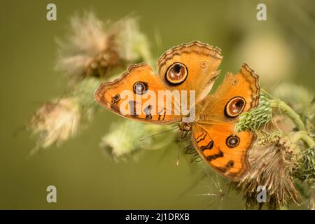 Primo piano di pavone farfalla di Pansy Junonia almana Foto Stock