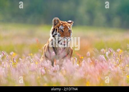 Fauna selvatica estiva. Tigre con fiori rosa e giallo. Tigre amur che corre nell'erba. Prato fiorito con animale pericoloso. Fauna selvatica dalla primavera, SIB Foto Stock