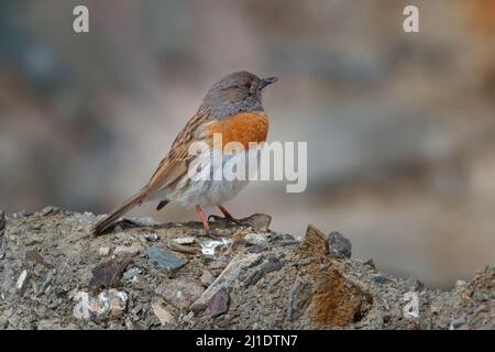 Ladakh fauna selvatica. Accentore Robin, rubeculoides Prunella, uccello seduto su tronco d'albero nella montagna d'inverno. Robin nell'habitat di pietra, Ladakh, Hemis N Foto Stock