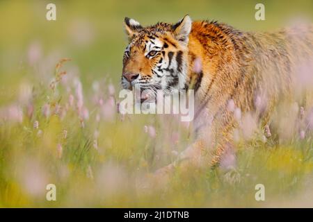 Fauna selvatica della tigre estiva. Gatto con fiori rosa e giallo. Primo piano ritratto della tigre di Amur che corre in erba. Prato fiorito con animale pericoloso. Foto Stock