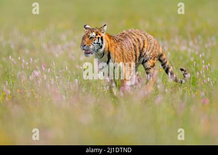 Fauna selvatica estiva. Tigre con fiori rosa e giallo. Tigre amur che corre nell'erba. Prato fiorito con animale pericoloso. Fauna selvatica dalla primavera, SIB Foto Stock