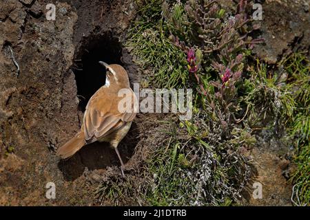 Cinclodi con fattura stout, Cinclodes excelsior, vicino al foro di terra di nidificazione, Antisana NP in Ecuador in Sud America. Uccello marrone, comportamento della natura. Uccello Foto Stock