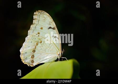 Farfalla bianca su foglie verdi nella giungla tropicale. Morpho polifemo, il morfo bianco, la farfalla bianca del Messico e dell'America Centrale. Insetto esotico in Foto Stock