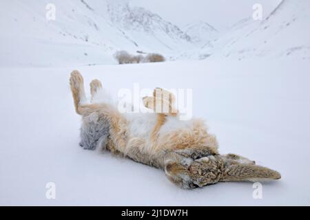 Carcassa invernale fredda. Lepre voloso, Lepus oiostolus, in habitat naturale, condizione invernale con neve. Lepre morto da Hemis NP, Ladakh, India. Animale in Th Foto Stock