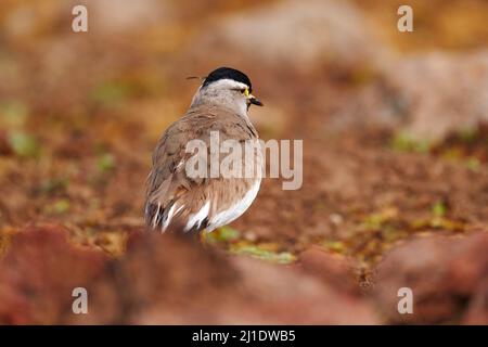 Lapwing, Vanellus melanocephalus, raro uccello endemico di Bale Montains NP in Etiopia. Plower nell'habitat naturale, comportamento degli uccelli. Whi Foto Stock