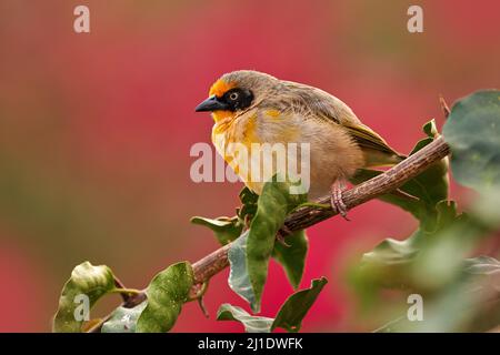 Tessitore di Baglafecht, Ploceus baglafecht, uccello giallo con maschera nera nell'habitat naturale. Weaver seduto sul ramo con sfondo di fiori rossi, Gon Foto Stock