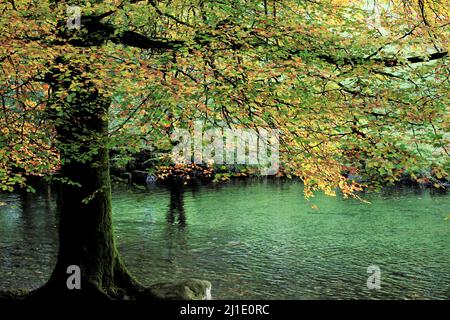 Boschi di latifoglie e misti che contengono molti alberi di faggio che corrono alonside l'Afon Llugwy nelle belle foreste e boschi del Gwydy Foto Stock