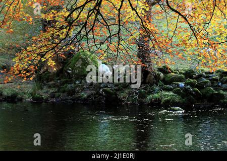 Boschi di latifoglie e misti che contengono molti alberi di faggio che corrono alonside l'Afon Llugwy nelle belle foreste e boschi del Gwydy Foto Stock