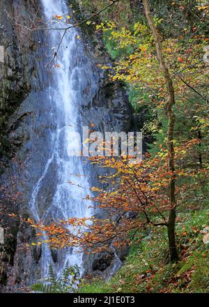 Valle di Conwy in autunno deciduo retroilluminata Faggio posto contro la cascata Gray Mares Tail nei boschi della foresta di Gwydyr, mostrando un meraviglioso A. Foto Stock