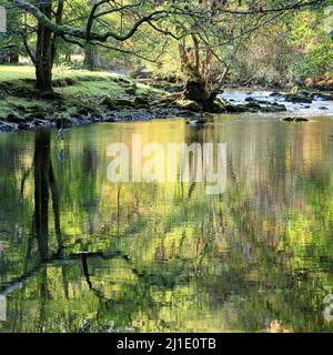 Riverside riflessi in un bosco deciduo e misto contenente comprende molti alberi di faggio che corrono lungo l'Acon Llugwy nelle belle foreste Foto Stock