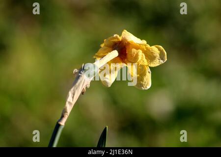 Vista posteriore di Narcissus o Daffodil o Daffadowndilly o Jonquil perenne erbaceo bulbiferoso pianta geofiti con parzialmente essiccato shriveled brillante Foto Stock