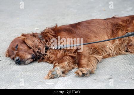 04.07.2021, Germania, Amburgo, Amburgo - il Red Setter irlandese si trova al suolo e dorme. 00S210704D131CAROEX.JPG [VERSIONE MODELLO: NO, PROPRIETÀ R Foto Stock