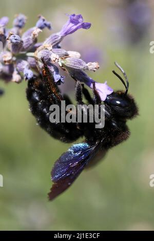 22.07.2021, Italia, Viterbo, Bolsena - ape di legno blu che raccoglie nettare da un fiore di lavanda. 00S210722D168CAROEX.JPG [VERSIONE MODELLO: NO, REL. PROPRIETÀ Foto Stock