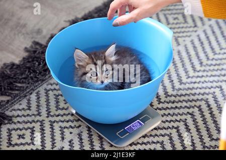 17.09.2021, Germania, Brandeburgo, Bernau - gatto del bambino (gatto siberiano) si siede in una ciotola e viene pesato. 00S210917D438CAROEX.JPG [VERSIONE DEL MODELLO: NO, PROPRIETÀ Foto Stock