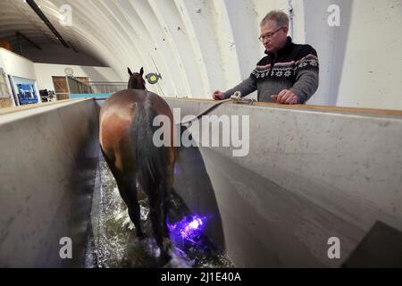 17.12.2021, Germania, Brandeburgo, Neuruppin - il cavallo si muove sotto la supervisione di un allenatore di acqua. 00S211217D722CAROEX.JPG [VERSIONE MODELLO: NO, PROPRIETÀ R Foto Stock