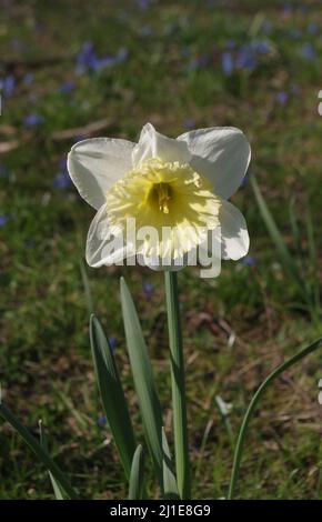 Primo piano di un daffodil in un parco Foto Stock