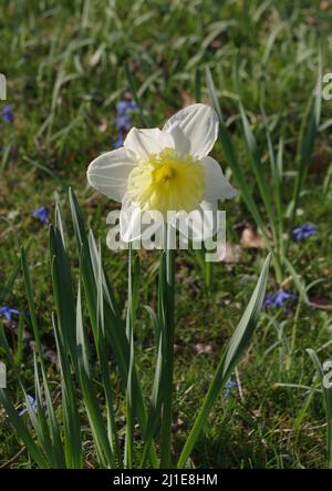 Primo piano di un daffodil in un parco Foto Stock