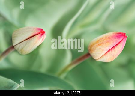 Due gemme di tulipani rossi su sfondo verde. Concetto minimo. Giornata Internazionale della Donna, Festa della Madre. Foto Stock