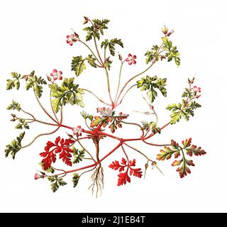 Ruprechtskraut, Geranium robertianum, auch Stinkender Storchschnabel oder Stinkstorchschnabel / Geranium robertianum, comunemente noto come herb-Robert, o Roberts geranium Foto Stock