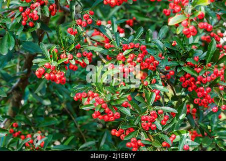 Bacche di Firethorn. Arbusto ornamentale con scarlatto di piracantha, arbusto sempreverde di rosacee. Foto Stock